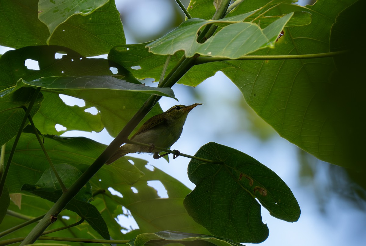 Lemon-throated Leaf Warbler - ML635950640