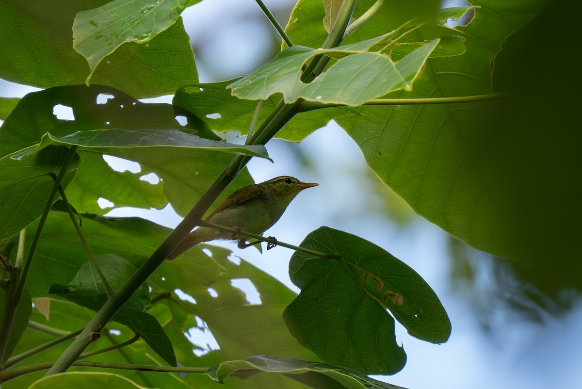 Lemon-throated Leaf Warbler - ML635950641