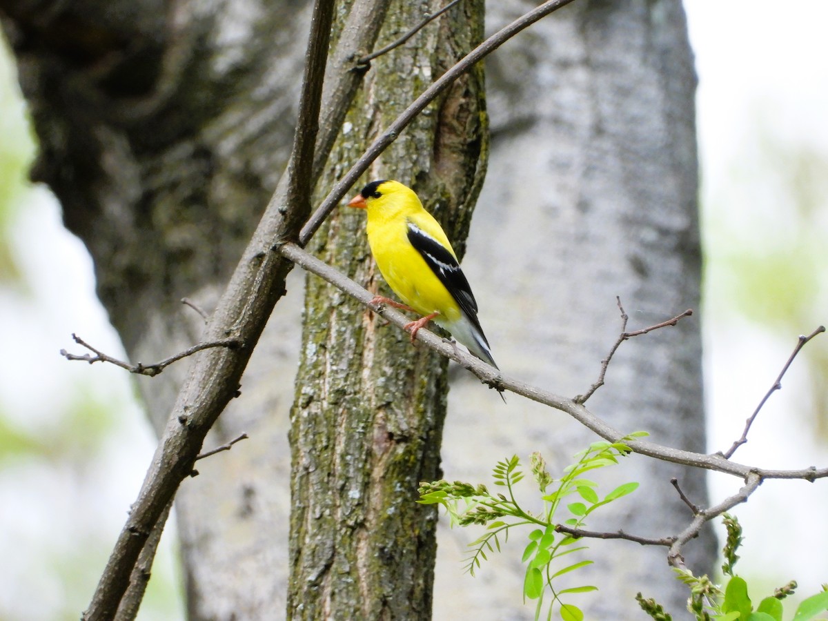 American Goldfinch - ML635950940