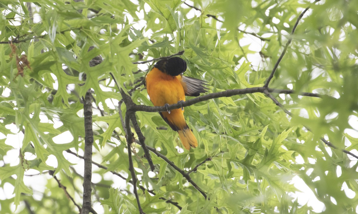 Baltimore Oriole - ML635951136