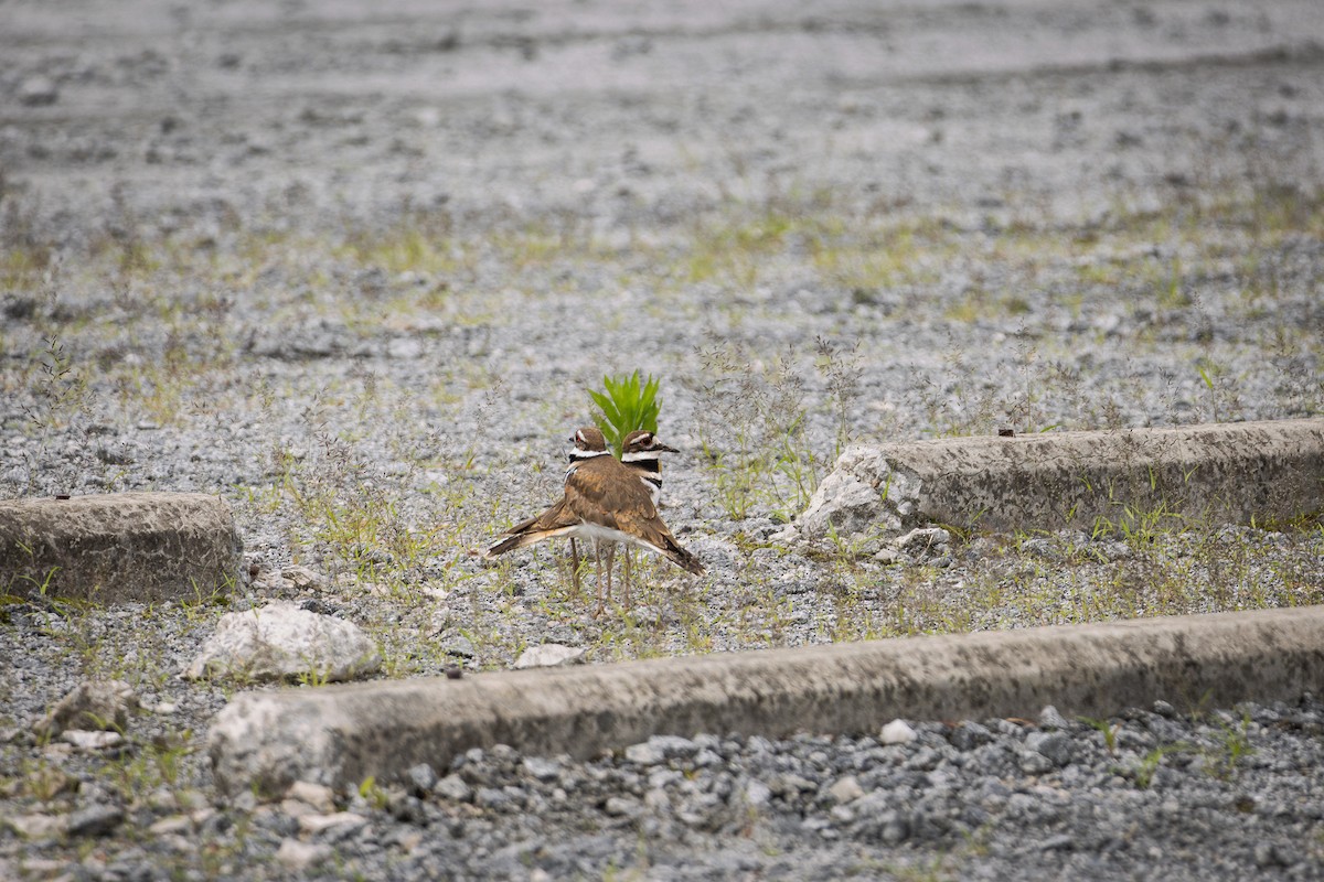 Killdeer - ML635951172