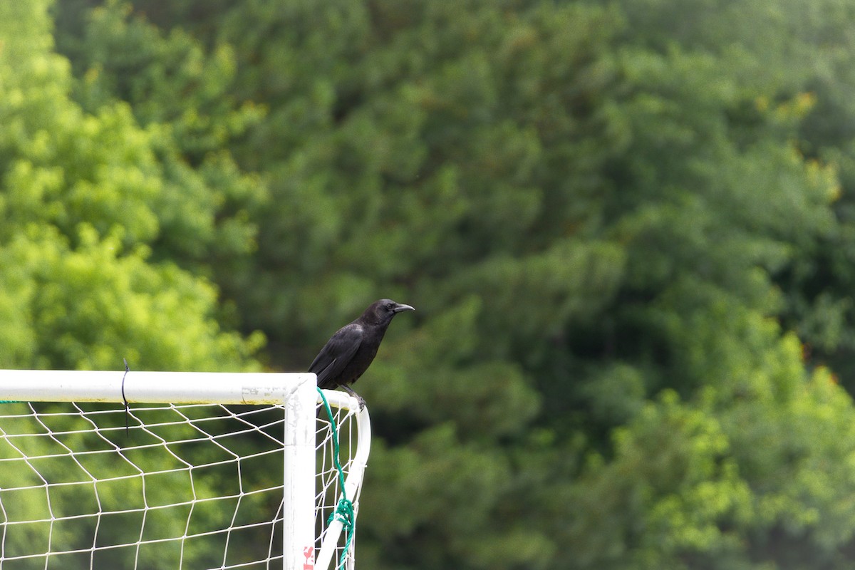 American Crow - ML635951231