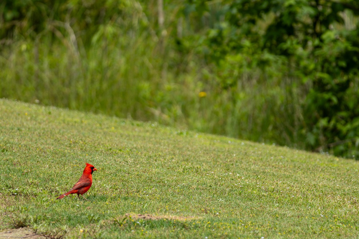 Northern Cardinal - ML635951291