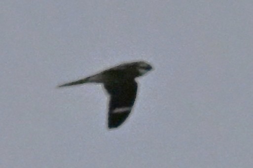 Common Nighthawk - ML635951302