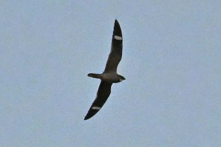 Antillean Nighthawk - ML635951317
