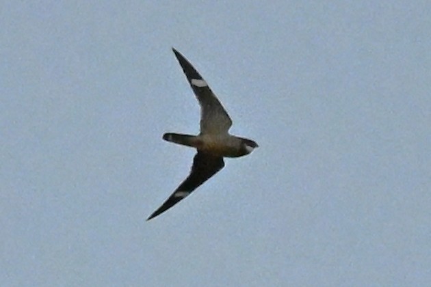 Antillean Nighthawk - ML635951333