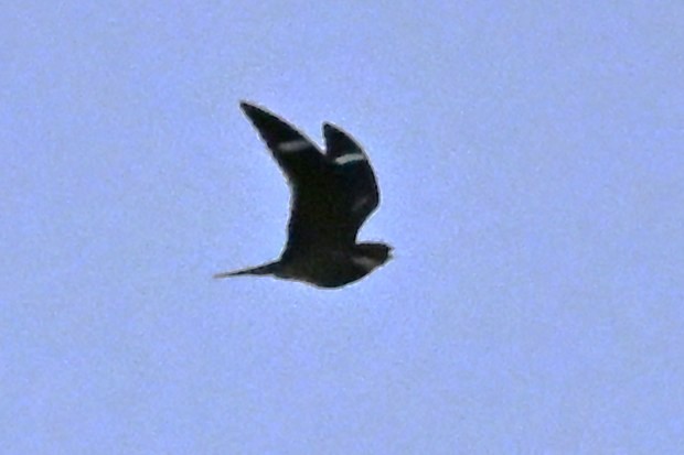 Antillean Nighthawk - ML635951345