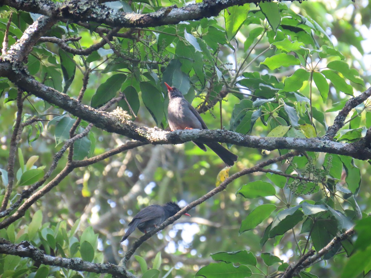 Square-tailed Bulbul - ML635951391