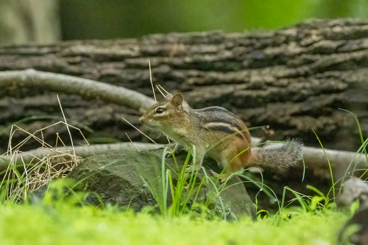 Eastern Chipmunk - ML635951446