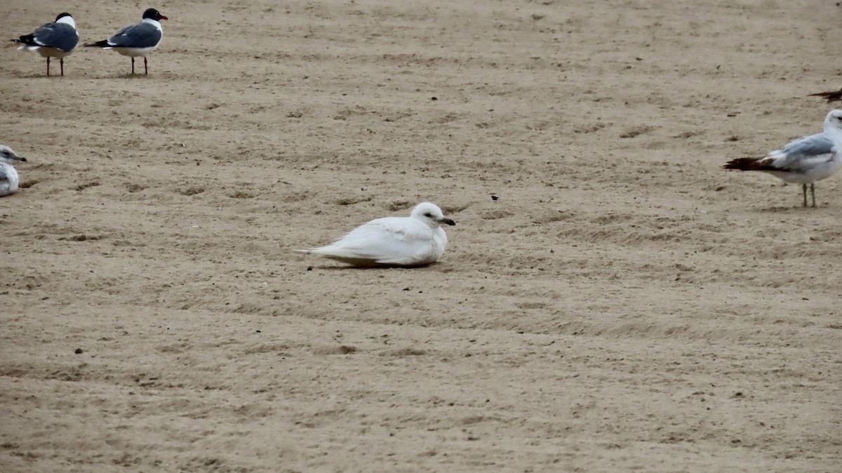 Iceland Gull - ML635951449
