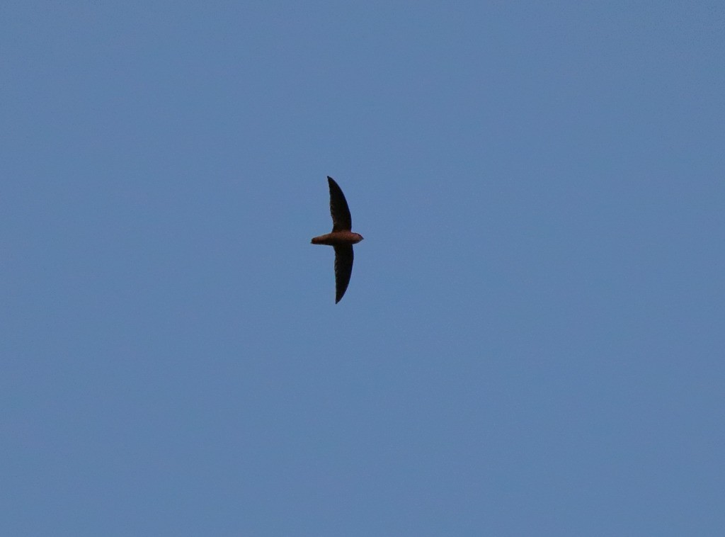 Sick's Swift - ML635951477