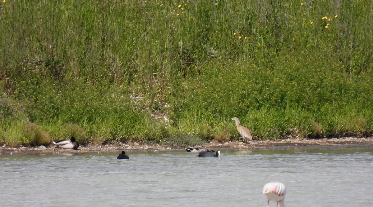 Squacco Heron - ML635951502