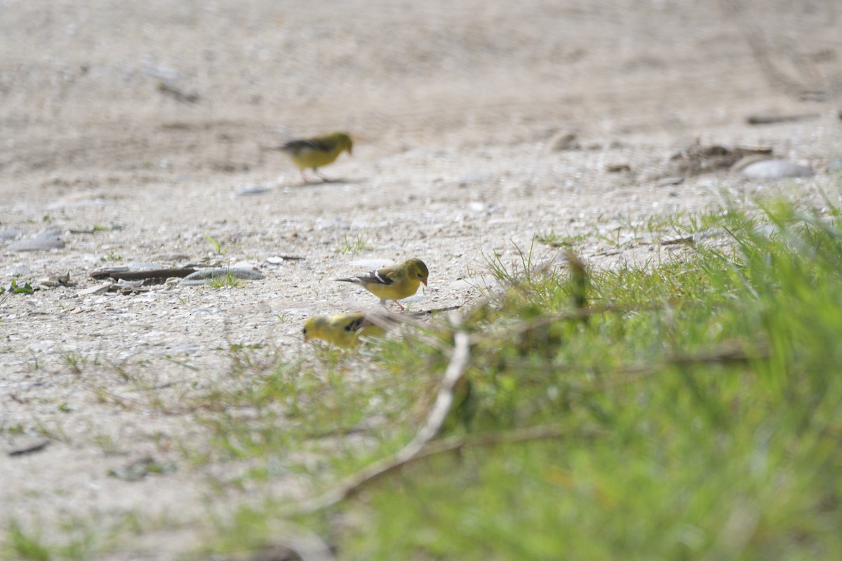 American Goldfinch - ML635951541