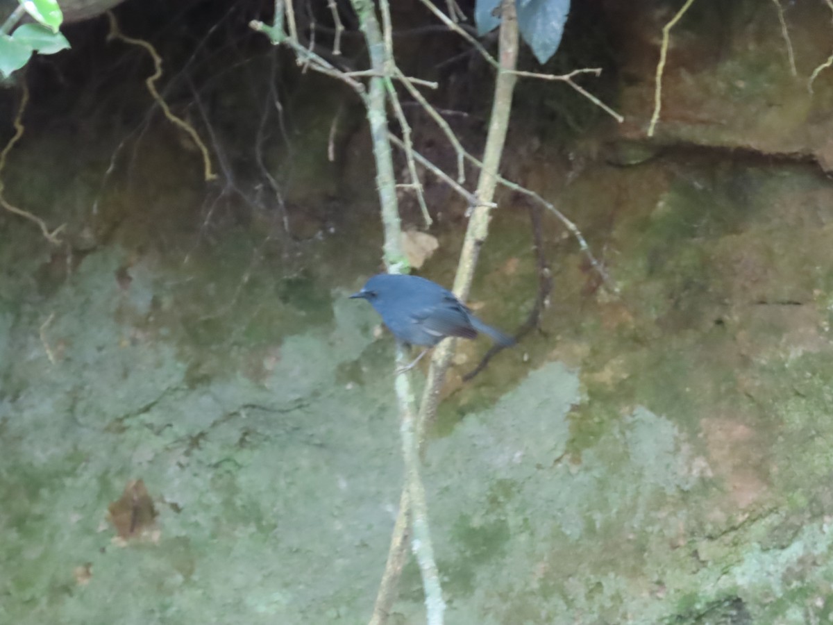 White-bellied Sholakili - ML635951574