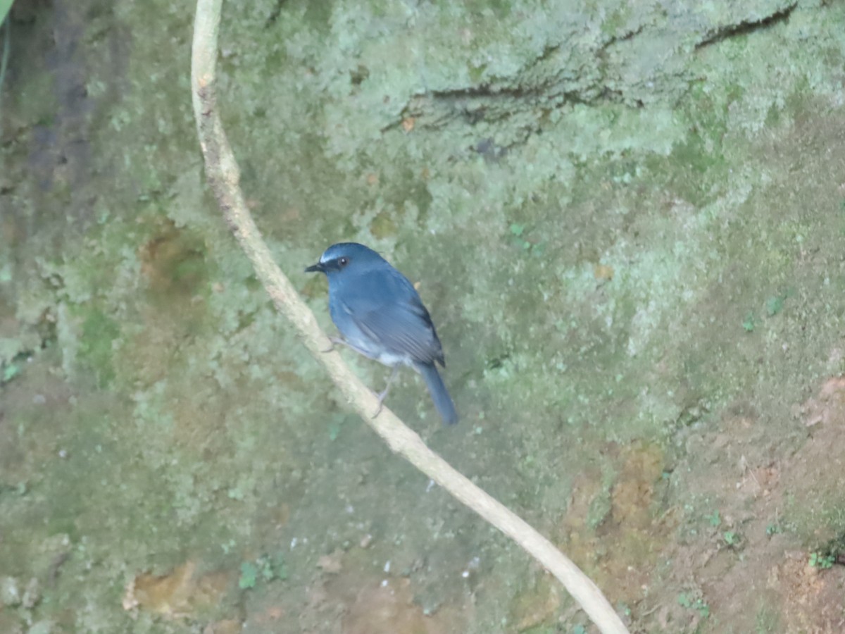 White-bellied Sholakili - ML635951575