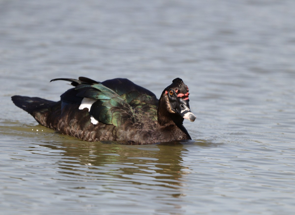 Muscovy Duck - ML635951576
