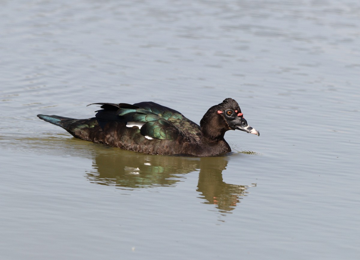 Muscovy Duck - ML635951577