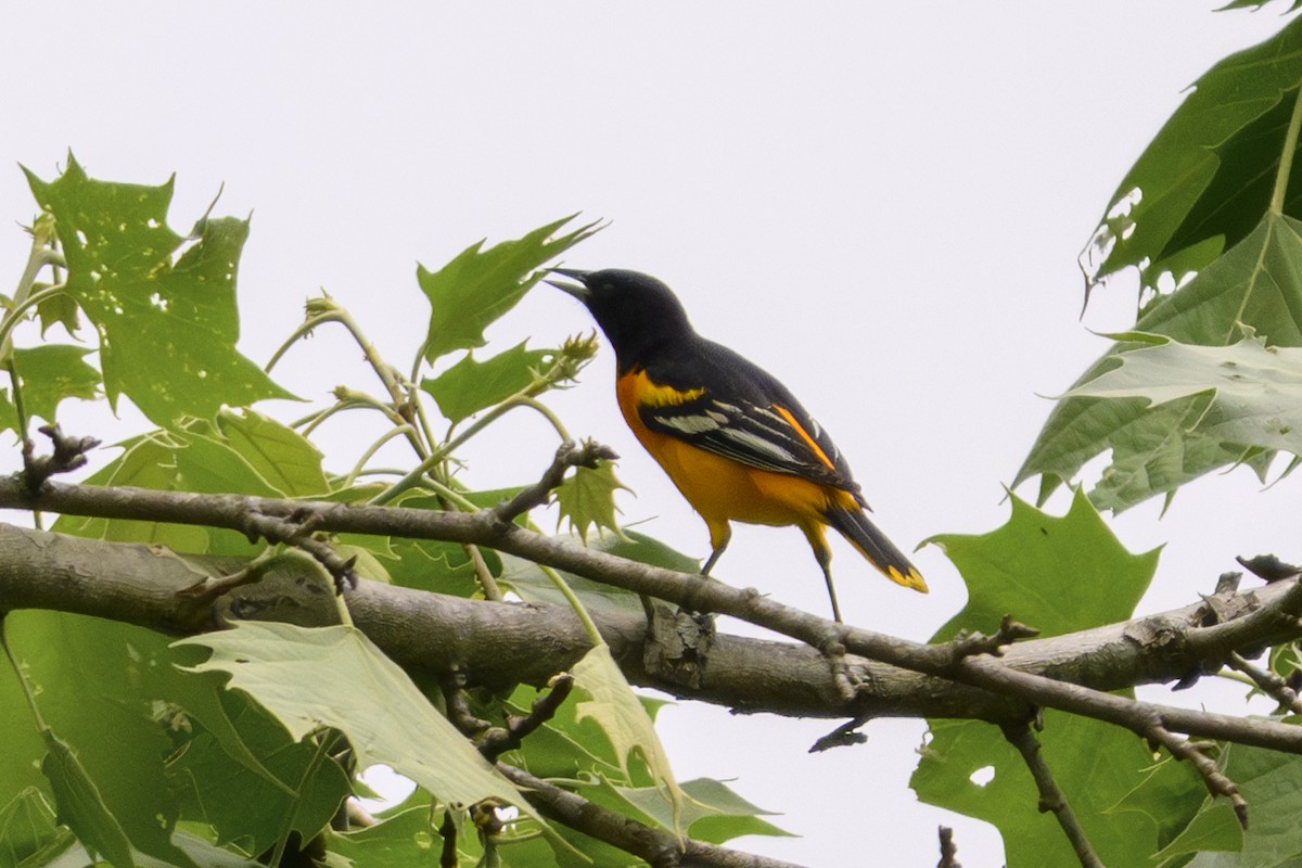 Baltimor Turpiyalı - ML635951643