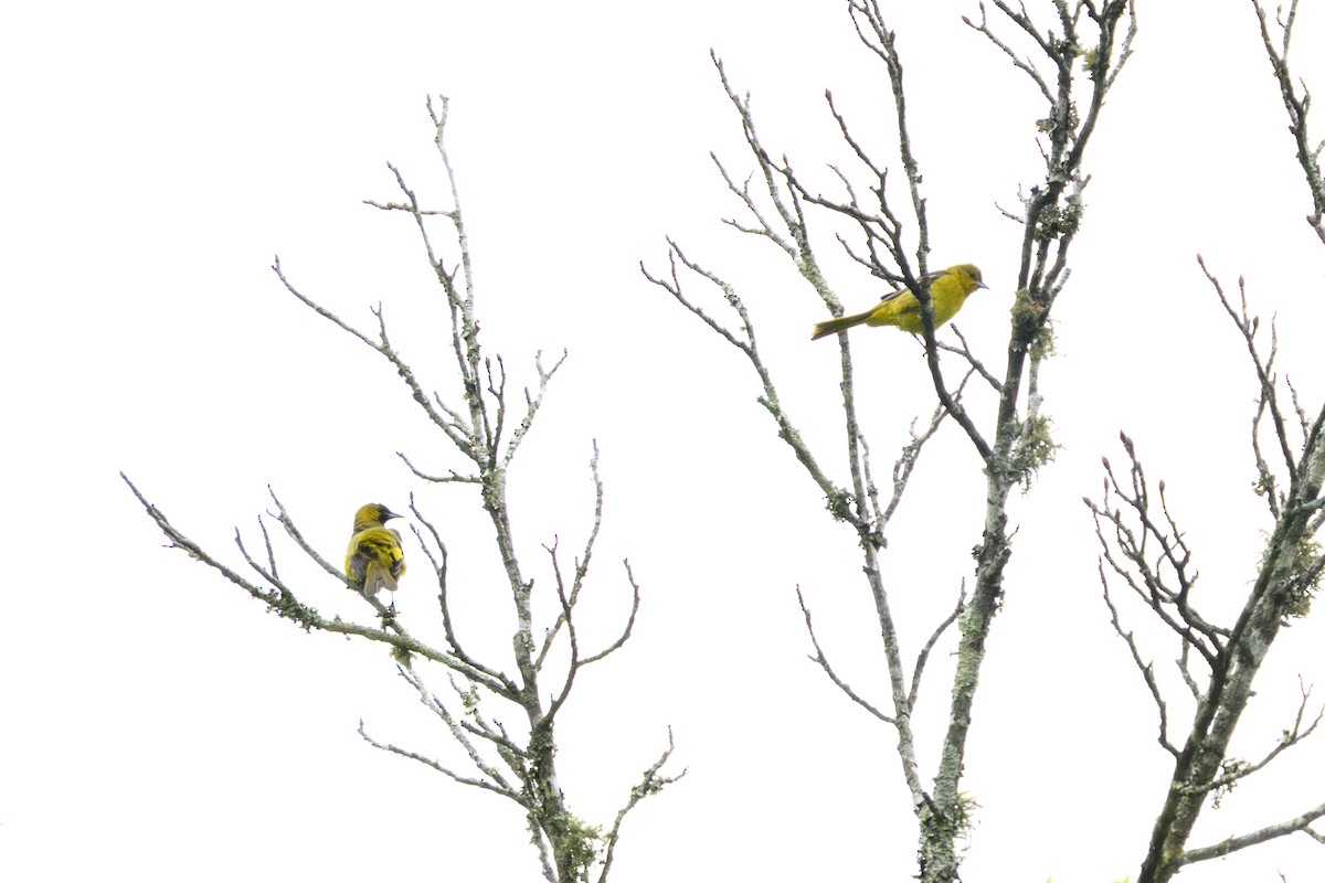 Bahçe Turpiyalı - ML635951664