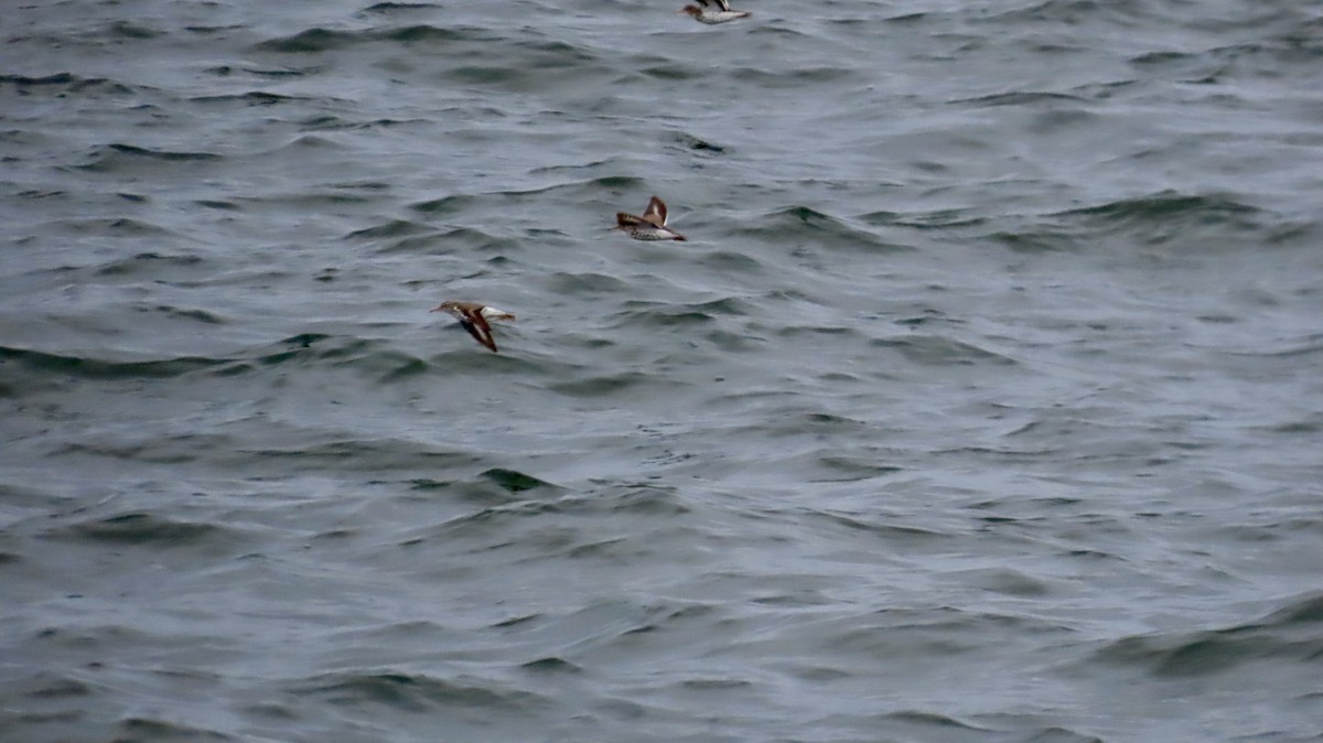 Spotted Sandpiper - ML635951665