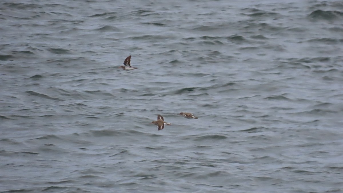 Spotted Sandpiper - ML635951680