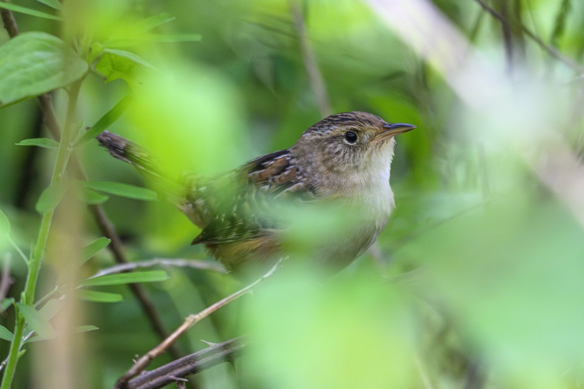 Kındıra Çıtkuşu - ML635951702