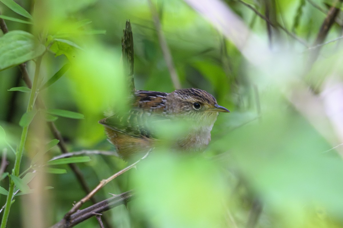 Kındıra Çıtkuşu - ML635951703