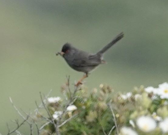 Marmora's Warbler - ML635951748