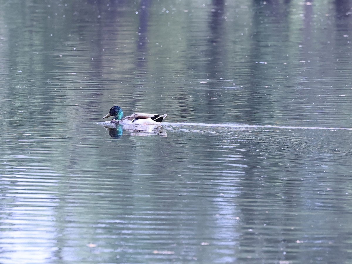 Mallard - ML635951813