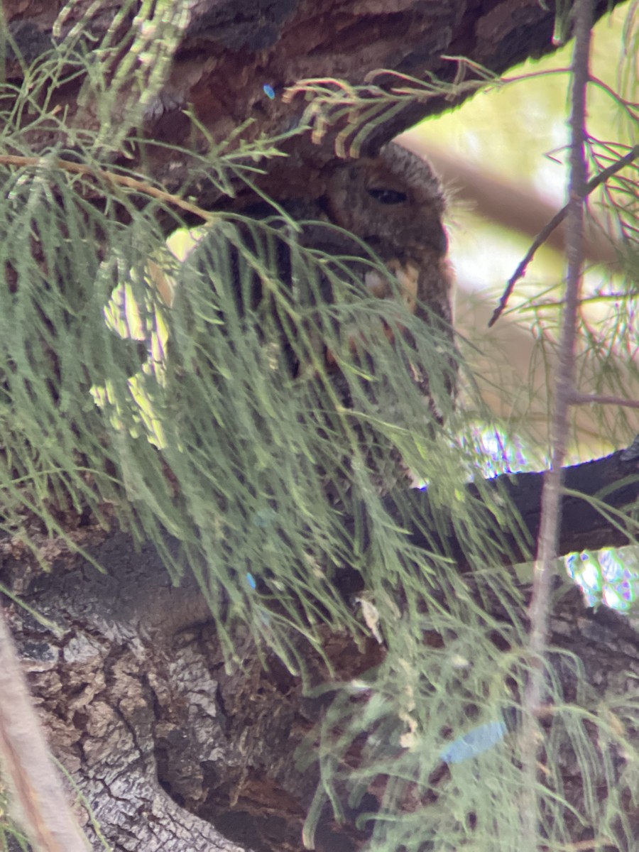 Flammulated Owl - ML635951814