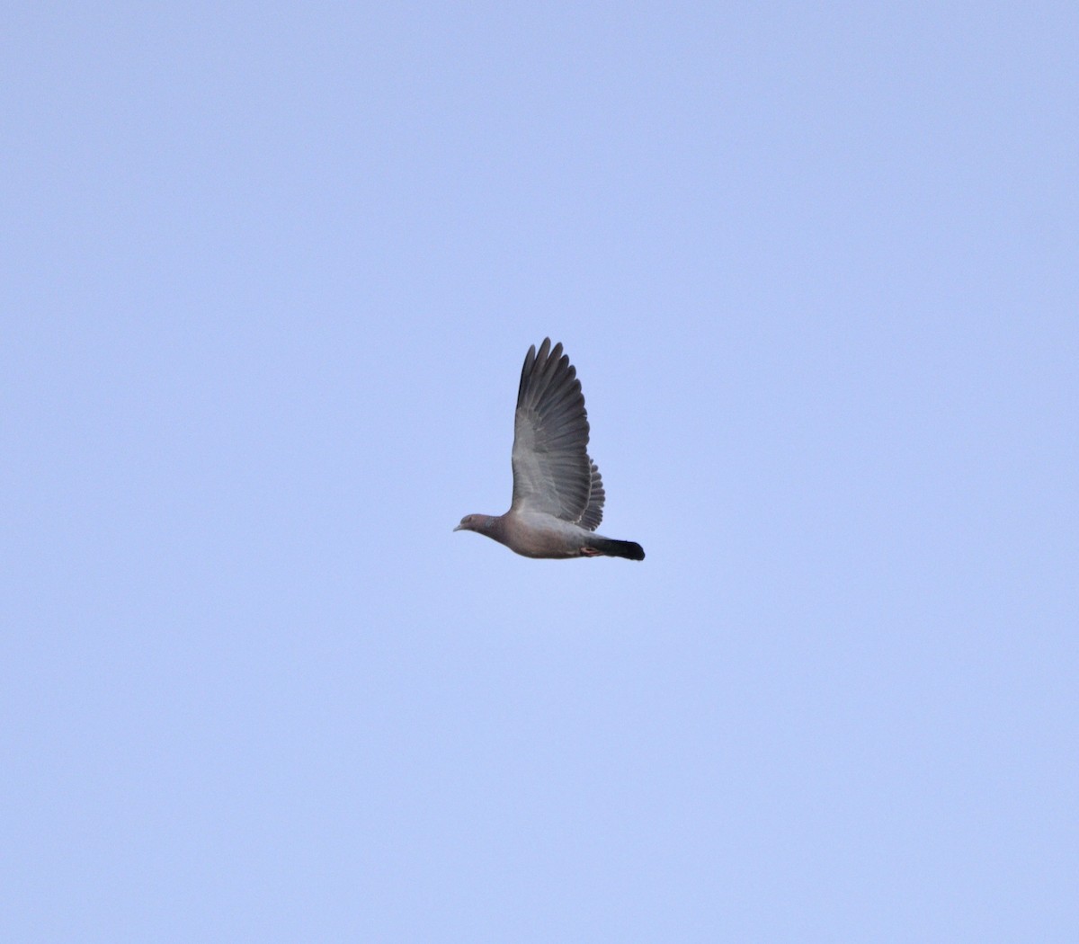 Picazuro Pigeon - ML635951818