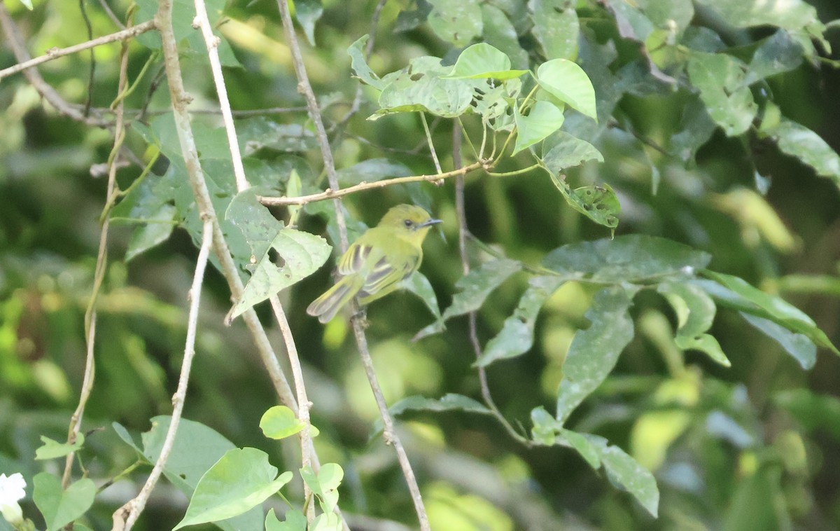 Olive-faced Flatbill - ML635951824