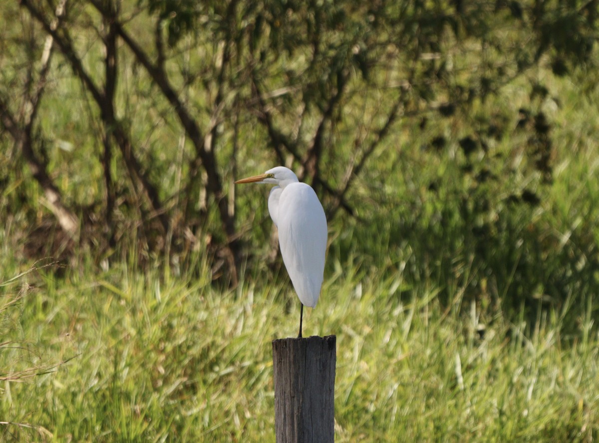 Great Egret - ML635951897