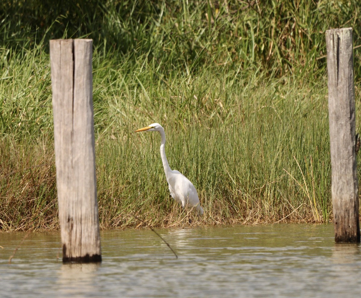 Great Egret - ML635951898