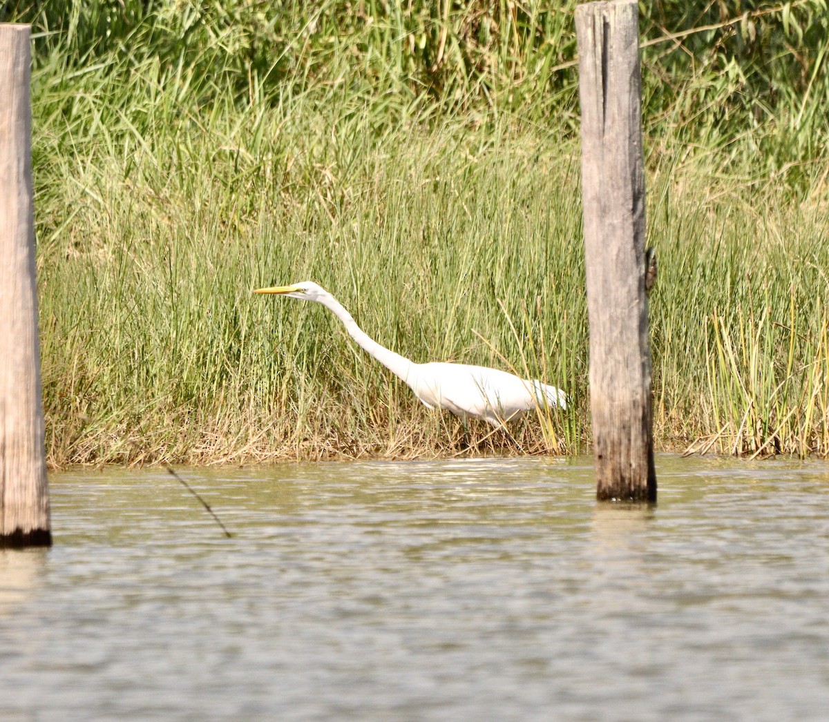 Great Egret - ML635951899
