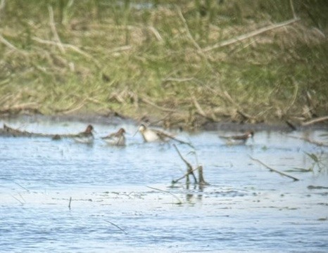 Phalarope à bec étroit - ML635951935