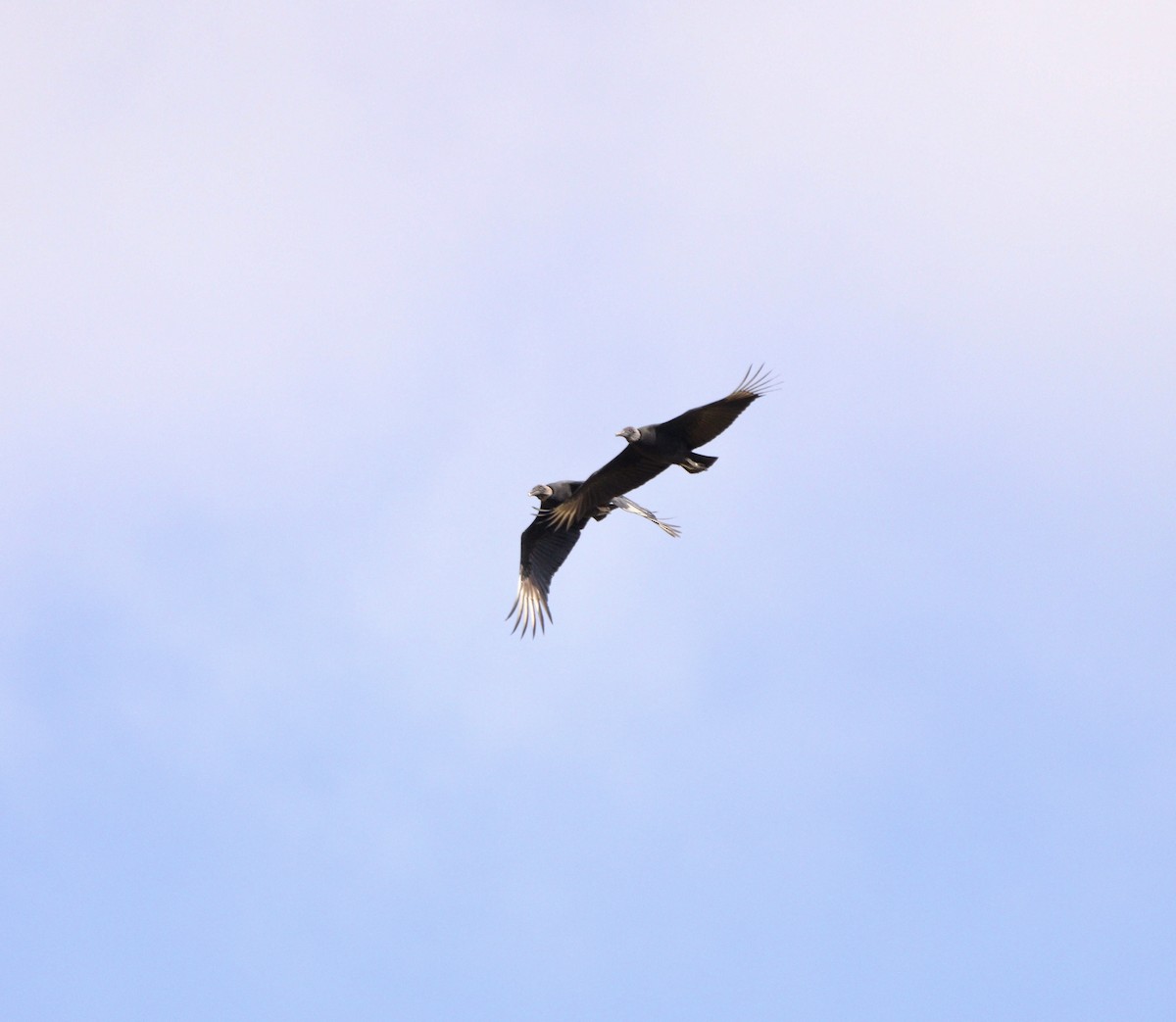 Black Vulture - ML635951937