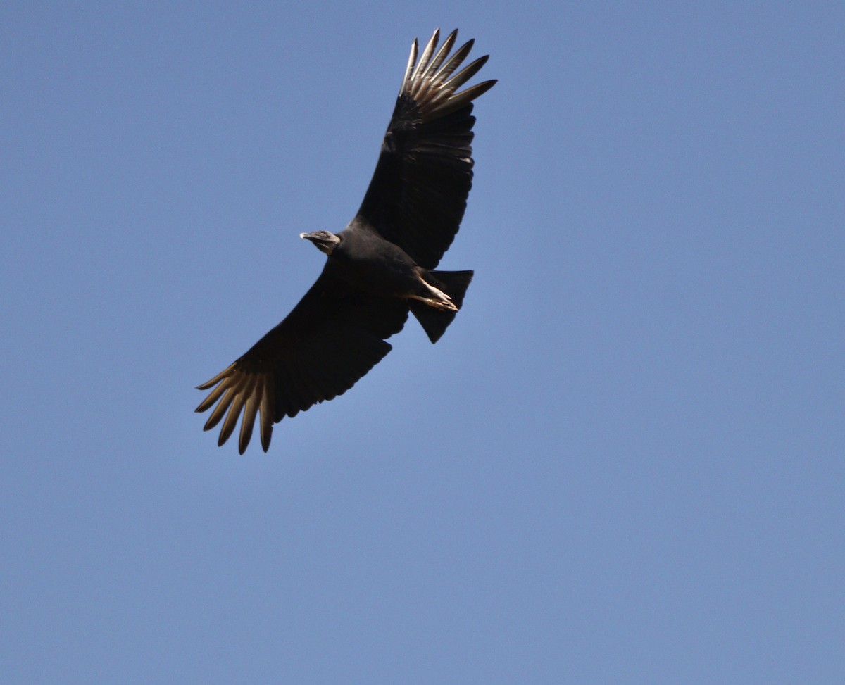Black Vulture - ML635951938