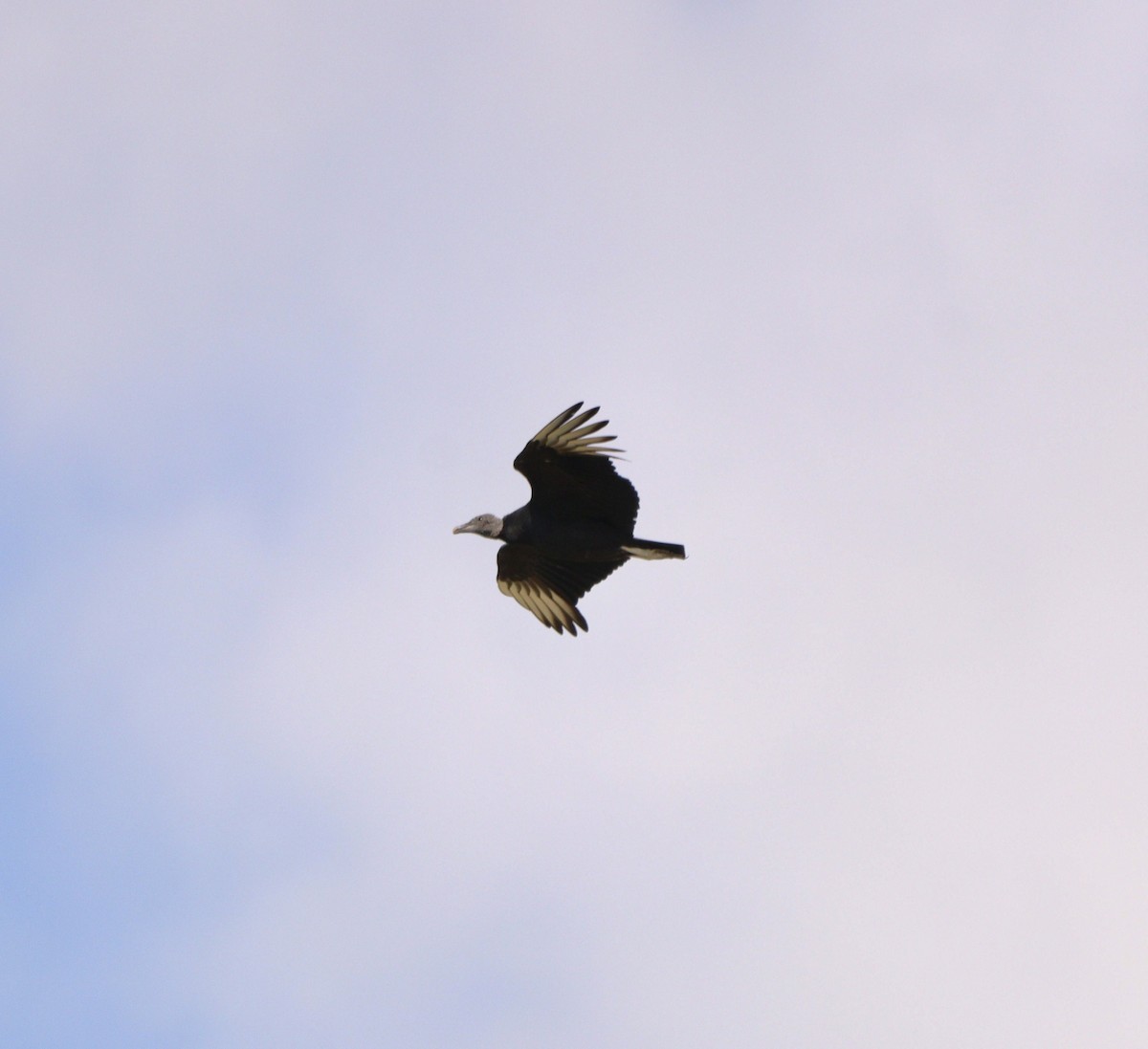 Black Vulture - ML635951939