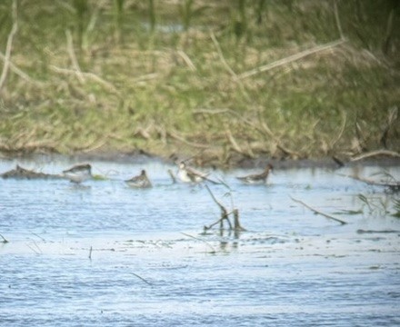 Phalarope à bec étroit - ML635951943