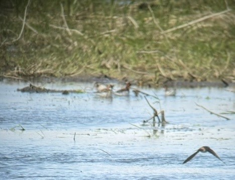 Phalarope à bec étroit - ML635951951