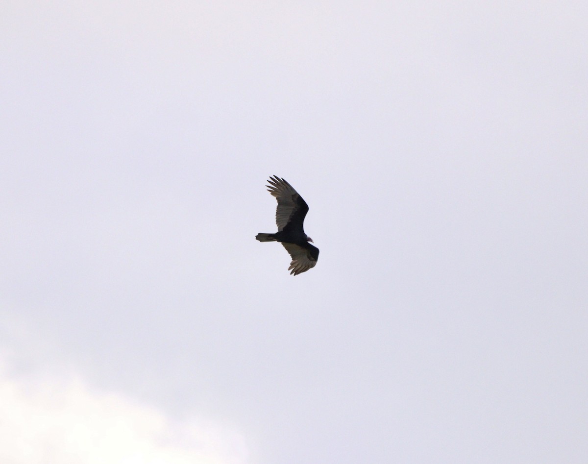 Turkey Vulture - ML635951972