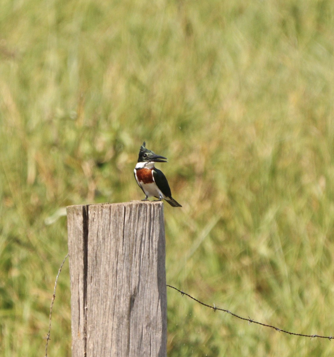 Amazon Kingfisher - ML635952047