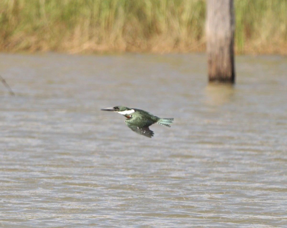 Amazon Kingfisher - ML635952048
