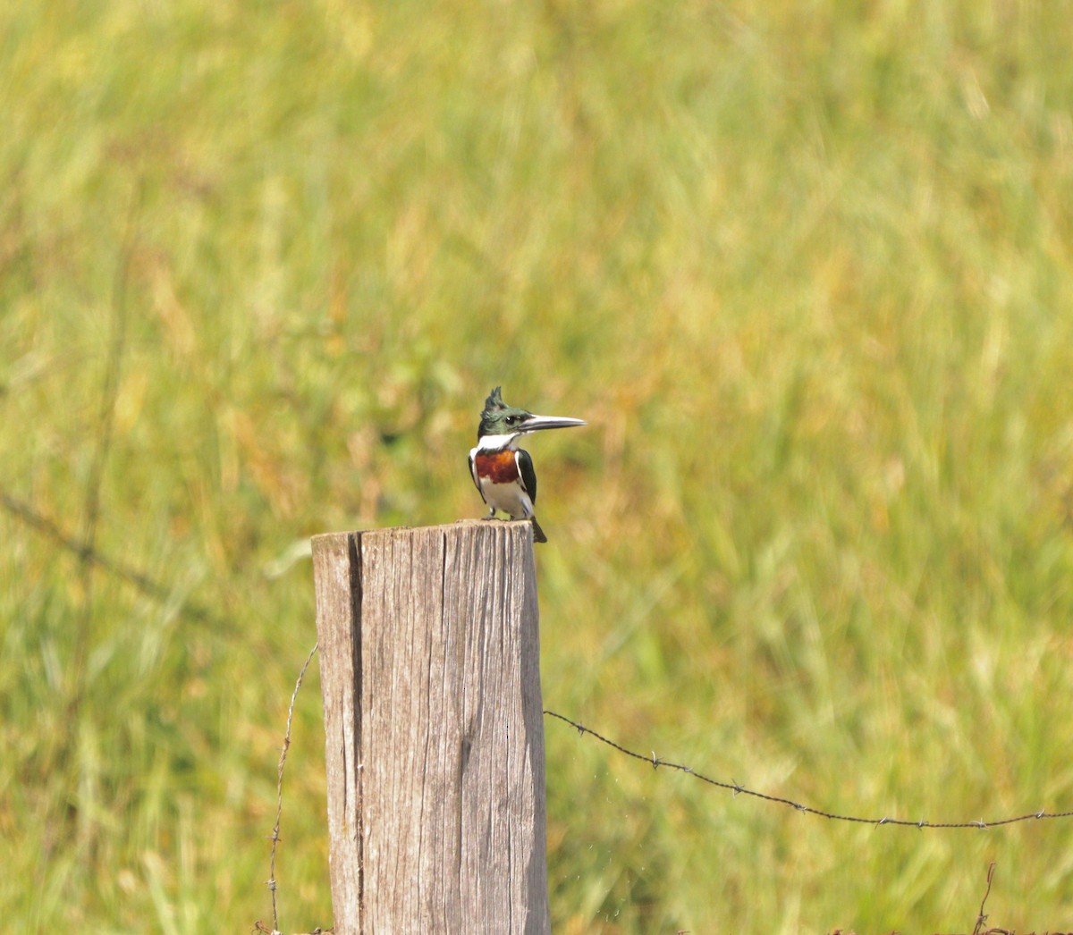Amazon Kingfisher - ML635952049