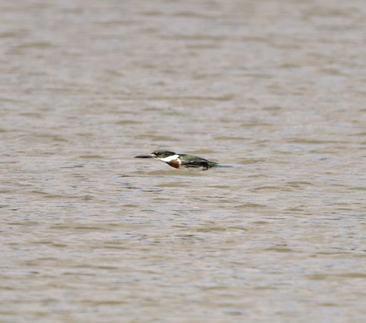 Amazon Kingfisher - ML635952050