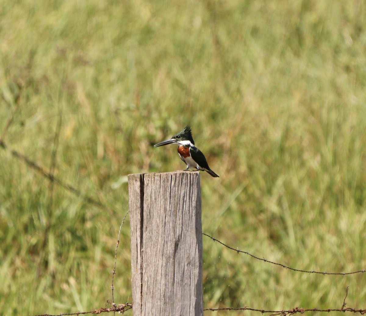 Amazon Kingfisher - ML635952052