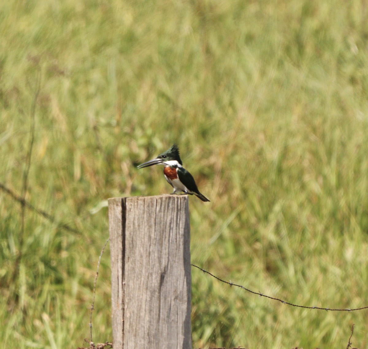 Amazon Kingfisher - ML635952053