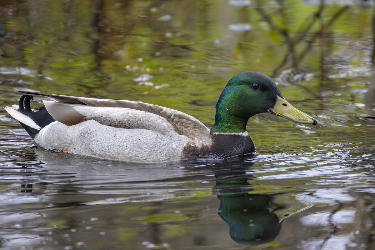 Mallard - ML635952128