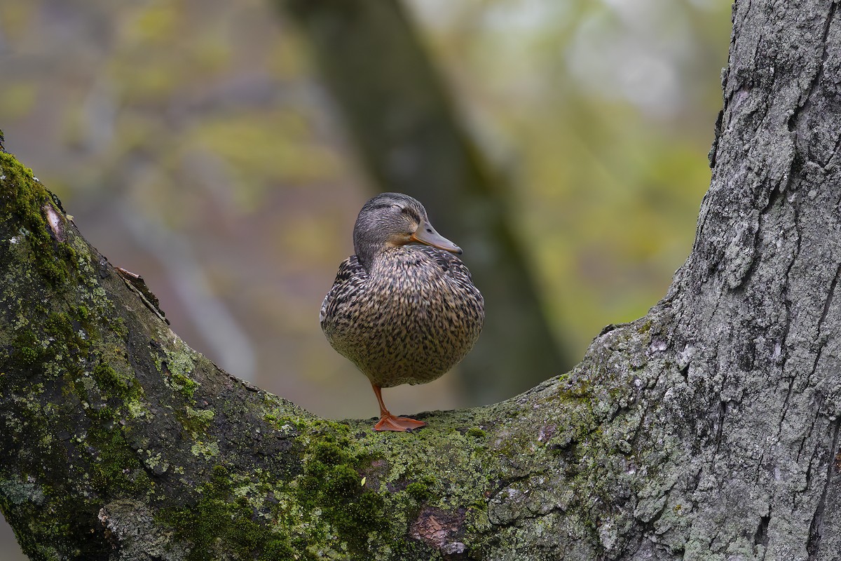 Mallard - ML635952129